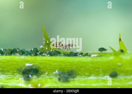 vue rapprochée d'une brindille de mûre avec beaucoup de pucerons verts et une fourmi avec miellat Banque D'Images