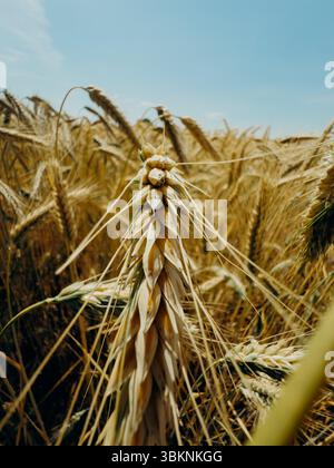 Gros plan extrême d'une seule épi de blé dans un champ doré sous un ciel bleu vif. La texture détaillée du grain souligne le pic de la récolte Banque D'Images
