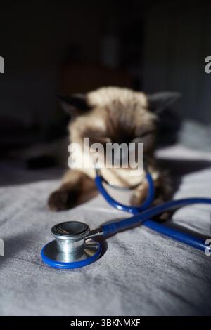 Chat siamois examinant le stéthoscope sur le lit avec la lumière du soleil. Banque D'Images