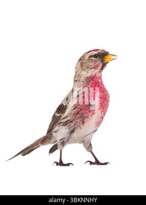 Redpoll commun isolé sur fond blanc Banque D'Images