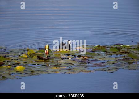 Une seule euasienne Coot Fulica atra nageant parmi les nénuphars sur un étang encore bleu Banque D'Images
