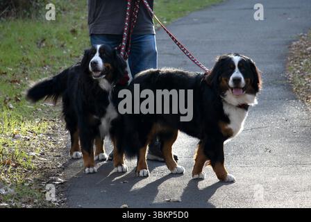 Deux grands chiens de montagne bernois moelleux à fourrure noire, blanche et brune, en laisse, marchant dans le parc avec leur propriétaire. Banque D'Images