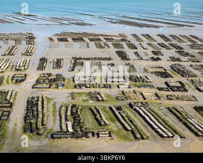 Vue aérienne des fermes ostréicoles traditionnelles à marée basse à Cancale, Bretagne, France, avec des motifs géométriques de rangées et de bassins le long du littoral. Banque D'Images