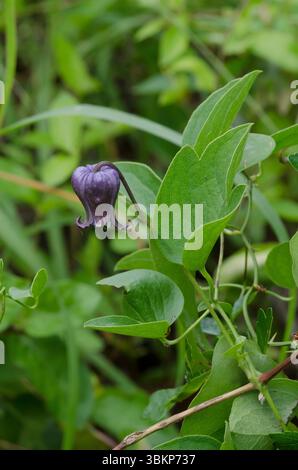 Bluebill, Clematis pitcheri Banque D'Images