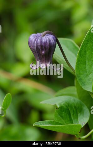 Bluebill, Clematis pitcheri Banque D'Images