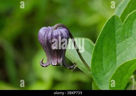 Bluebill, Clematis pitcheri Banque D'Images