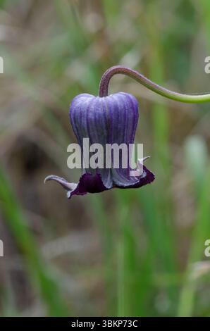 Bluebill, Clematis pitcheri Banque D'Images