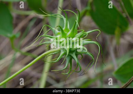 Bluebill, Clematis pitcheri, fruit Banque D'Images