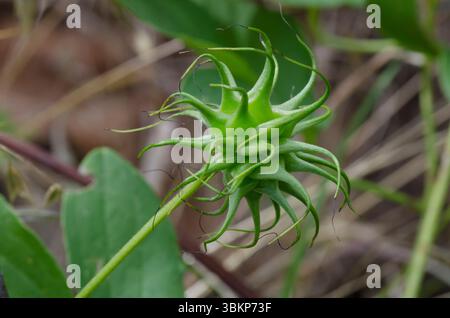 Bluebill, Clematis pitcheri, fruit Banque D'Images