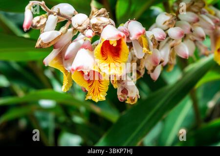 Grappe de fleurs d'Alpinia zerumbet (gingembre coquille) à Madère, avec des bourgeons blancs cireux et des gorges jaunes vives striées de rouge, serrées contre du foli vert Banque D'Images