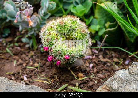 Gros plan d'un cactus Mammillaria avec des fleurs magenta vibrantes fleurissant dans un anneau, poussant dans un sol volcanique, Madère. Latin : Mammillaria hahniana. Banque D'Images