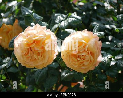 Fleurs de roses à Rosengarten Volksgarten à Vienne. Fleurs jaunes d'élite Floribunda Rosa Damascena. Banque D'Images