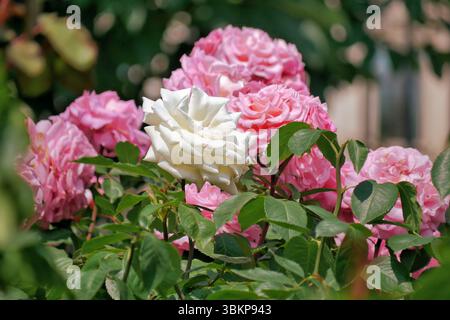 Fleurs de roses à Rosengarten Volksgarten à Vienne. Fleurs d'élite rose et blanche Floribunda Rosa Damascena. Banque D'Images