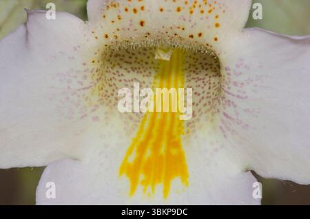 Corne de RAM, Proboscidea louisianica Banque D'Images