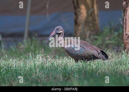 Hadada ibis (Bostrychia hagedash), recherche d'oiseaux africains dans les prairies de Laikipia Conservancy, Kenya, Afrique de l'est. Banque D'Images