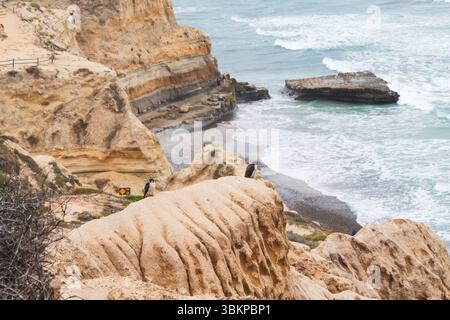 Peregrine falcones sur les falaises de Torrey Pines avec l'océan Pacifique au loin Banque D'Images