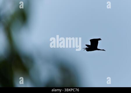 Ardea cinerea aka silhouette de héron gris avec bec ouvert. Échassier commun en république tchèque. Banque D'Images