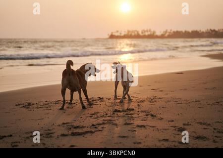 Deux chiens jouant sur la plage au coucher du soleil au Sri Lanka Banque D'Images