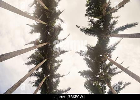 Belle vue de dessous de deux rangées de palmiers Banque D'Images