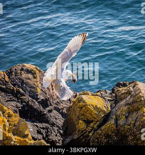 Un grand goéland à dos noir (Larus marinus) prend un poussin guillemot sur Skomer, une réserve naturelle insulaire au large de la côte du Pembrokeshire, au pays de Galles, au Royaume-Uni Banque D'Images