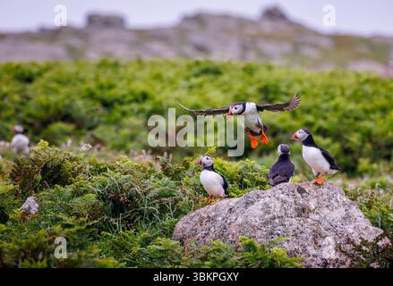 Un macareux de l'Atlantique (Fratercula arctica) aux ailes déployées arrive sur terre à Skomer, une réserve naturelle de l'île côtière du Pembrokeshire, au pays de Galles, au Royaume-Uni Banque D'Images