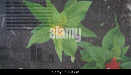 Plante verte centrale cultivée avec des fleurs jaunes et rouges dans un sol sombre, avec superposition de données translucides Banque D'Images