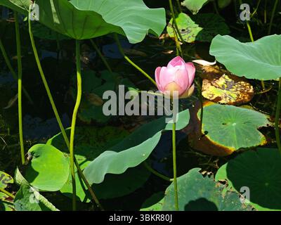 bourgeon de fleur de lotus rose prêt à fleurir dans l'étang Banque D'Images