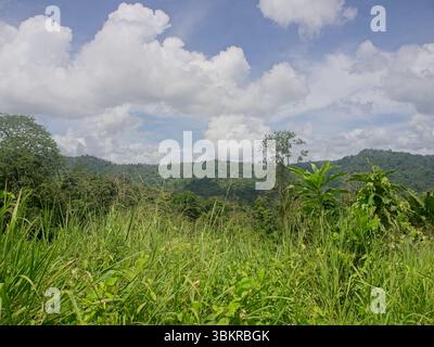 Bocas del Toro Panama - paysage dans la région de Changuinola/Almirante Banque D'Images