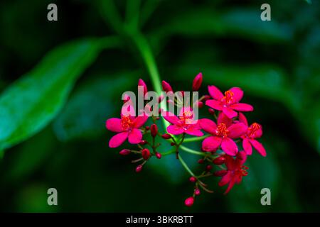 Le jatropha integerrima, communément appelé peregrina ou le jatropha épicé, est une espèce de plante à fleurs de la famille des Euphorbiaceae, qui est nati Banque D'Images