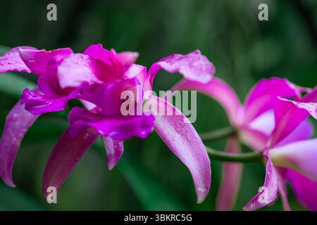 Une photo d'une superbe espèce d'orchidée pourpre, connue sous le nom de Cattleya violacea (nom latin). Banque D'Images