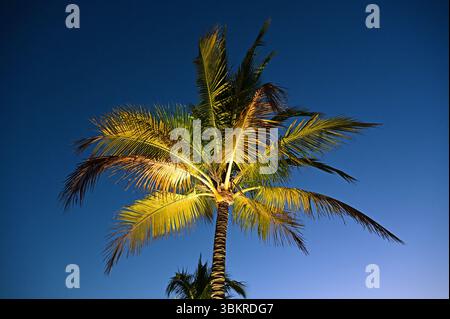 Cocotier illuminé au crépuscule du matin à Coconut Grove, Miami, Floride par une journée claire et tranquille. Banque D'Images