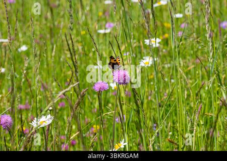 Petit papillon en écaille de tortue Aglais urticae assis sur une knautia arvensis dans les prairies alpines Banque D'Images