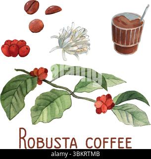 Branche de café Robusta, haricots et fleurs illustration aquarelle. Illustration botanique, éléments isolés sur blanc. Style de peinture réaliste mignon. Illustration de Vecteur