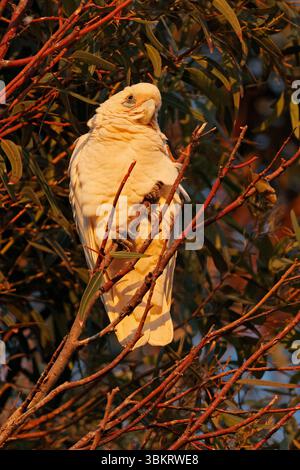 Une petite corella (Cacatua sanguinea) perchée dans un arbre à la lumière du petit matin, Australie méridionale Banque D'Images