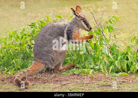 Wallaby des roches à pieds jaunes (Petrogale xanthopus) se nourrissant dans un habitat naturel, Australie méridionale Banque D'Images