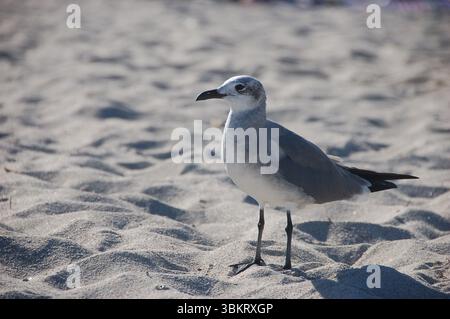 Mouette solitaire debout sur le sable ensoleillé de la plage, regardant latéralement avec netteté, capturée dans un cadre côtier pendant une journée ensoleillée Banque D'Images