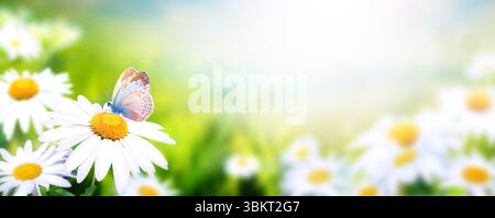 Fleurs sauvages de camomille dans la prairie sur fond de printemps de nature ensoleillée. Scène estivale avec papillon et fleur de camomille dans les rayons du soleil. A images Banque D'Images