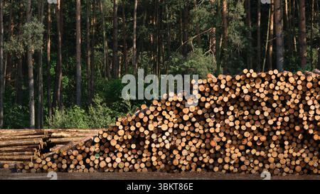 Pile de bûches de pin coupées empilées devant une forêt dense. Ressources naturelles, industrie forestière et récolte de bois dans une zone boisée rurale Banque D'Images