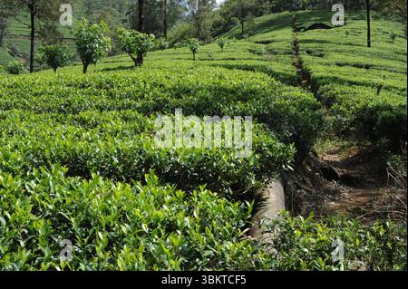 Feuilles de thé vert luxuriant de plante de thé (Camellia sinensis) sur une plantation de thé sur un domaine de thé par une journée ensoleillée au Sri Lanka Banque D'Images