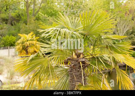 fermer uo des feuilles d'un palmier tropical vert Banque D'Images