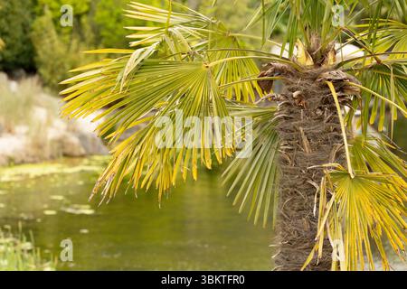fermer uo des feuilles d'un palmier tropical vert Banque D'Images
