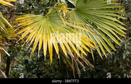 fermer uo des feuilles d'un palmier tropical vert Banque D'Images