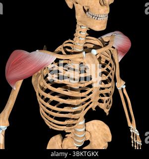 Cette illustration 3d montre les muscles deltoïdes sur le squelette. Banque D'Images