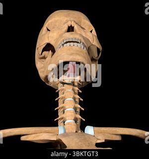 Cette illustration 3d montre les muscles génohyoïdes sur le squelette. Banque D'Images