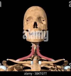 Cette illustration 3d montre les muscles omohyoïdes sur le squelette. Banque D'Images