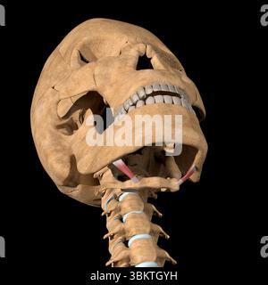 Cette illustration 3d montre les muscles stylohyoïdes sur le squelette. Banque D'Images