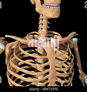Cette illustration 3d montre les muscles sous-clavius sur le squelette. Banque D'Images