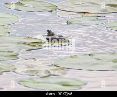 Serpent d'herbe Snok Natrix Natrix Banque D'Images