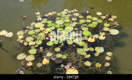 Lis d’eau Banque D'Images