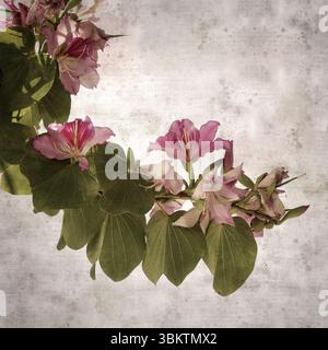 Fond de vieux papier texturé avec Bauhinia variegata, arbre d'orchidée Banque D'Images